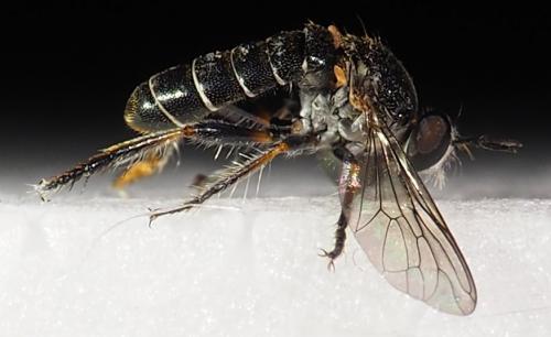 Réf. 245 980 : Atomosia sp.